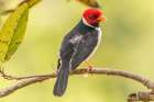 Brazil-Pantanal Yellow-billed cardinal on limb Art Print